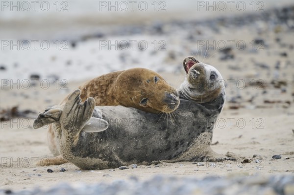 Grey seal (Halichoerus grypus) playing with each other on the beach, Düne, Helgoland, Schleswig-Holstein, Germany, Europe