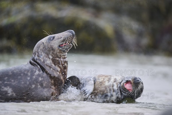 Grey seal (Halichoerus grypus) playing with each other in the water, sea, Düne, Helgoland, Schleswig-Holstein, Germany, Europe