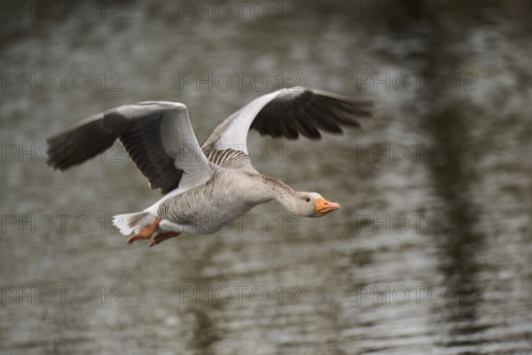 Graylag goose (Anser anser) strats flying from the water, Düne, Helgoland, Schleswig-Holstein, Germany, Europe
