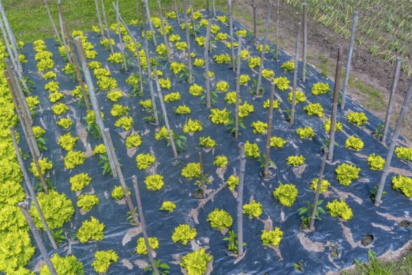 A field of green plants with yellow stems and leaves. The plants are growing in a field with a black plastic covering