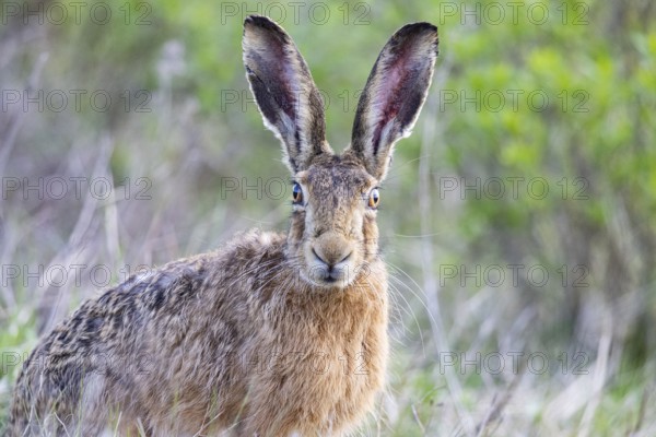 European hare (Lepus europaeus) Germany