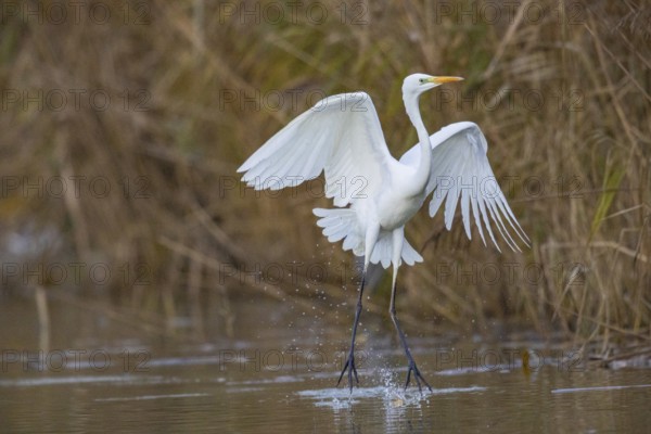Great White Egret (Egretta alba) Germany