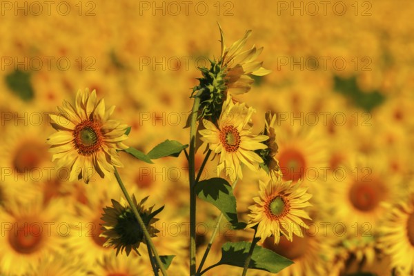 Sunflower field in Tuscany, Tuscany, Italy, Europe