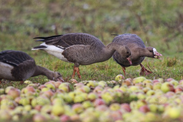 Greater White-fronted Goose (Anser albifrons) adult and juveniles feeding on apples, North Rhine-Westphalia, Germany, Europe