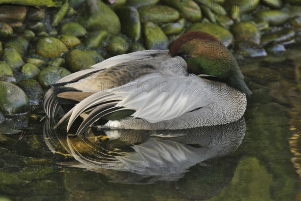Falcated Duck (Mareca falcata) male, California, USA, North America