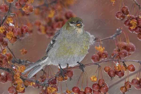 Pine Grosbeak (Pinicola enucleator) female, Ontario, Canada, North America