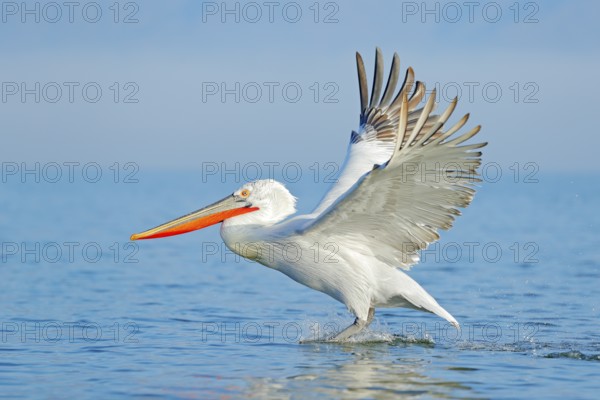 Palican with open wings, hunting animal. Wildlife scene from European nature. Bird and blue sky. Animal with long orange bill. Dalmatian pelican, Pelecanus crispus, in Lake Kerkini, Greece, Europe