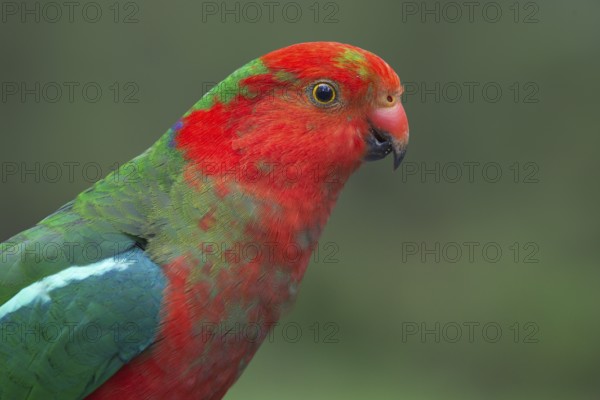 Australian King Parrot (Alisterus scapularis) male, New South Wales, Australia, Oceania