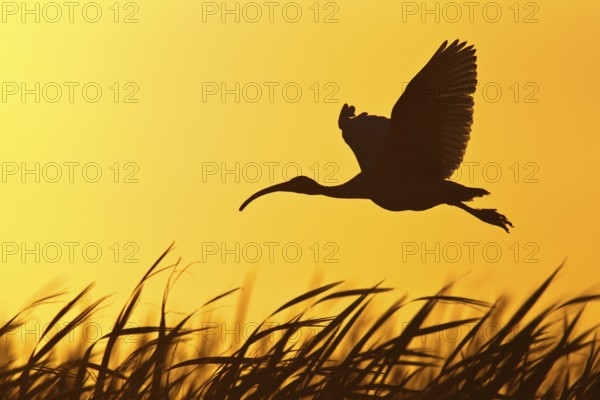 Australian White Ibis (Threskiornis molucca) flying, Victoria, Australia, Oceania