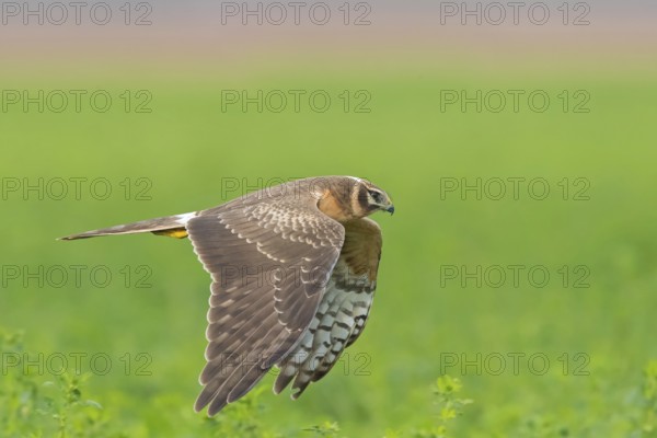 Steppenweihe, Pallid Harrier, Circus macrourus, Busard pâle, Aguilucho Papialbo