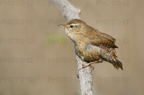 Eurasian Wren (Troglodytes troglodytes) perched on a branch, Aosta Valley, Italy, Europe