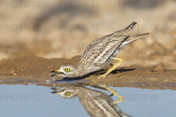 Eurasian Stone-curlew (Burhinus oedicnemus) juvenile drinking, Eilat, Israel, Asia