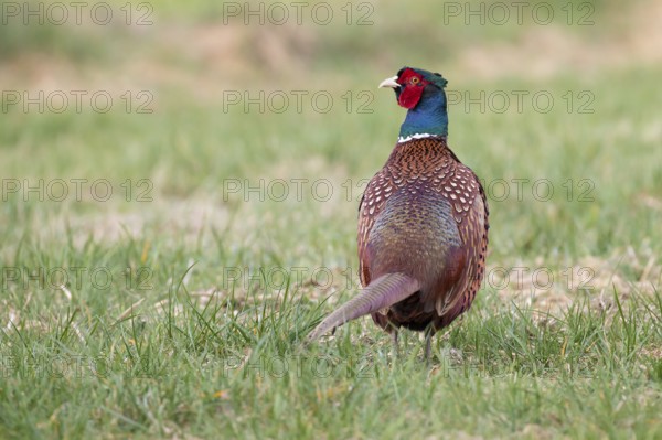 Common Pheasant (Phasianus colchicus) male, Lower Saxony, Germany, Europe