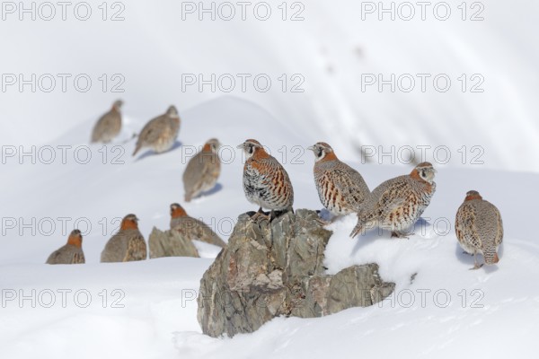 Tibetan Partridge, Perdix hodgsoniae, flock of birds sitting in the snow in the winter mountain. Partridge in the stone habitat, Ladakh, Hemis NP, India. Birds in the Himalayas rocky mountain with sun