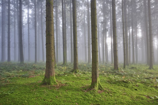 Coniferous forest in fog with moss-covered ground, Horben, Lindenberg, Canton Aargau, Switzerland, Europe