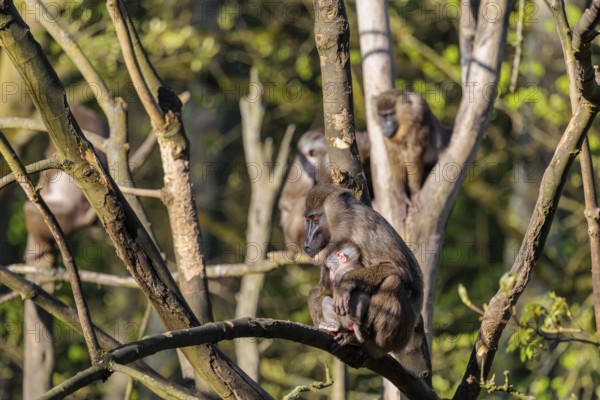 An adult female mandrill (Mandrillus leucophaeus) sits with her baby high up in a tree. A green forest can be seen in the background