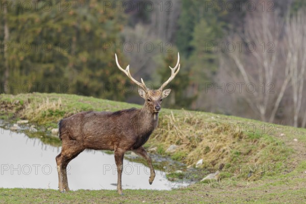 A Japanese sika deer (Cervus nippon nippon) stands attentively in a meadow in hilly terrain and looks at the photographer. A forest can be seen in the background