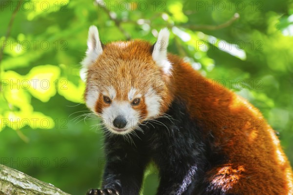 Red panda (Ailurus fulgens) walking on a branch, Germany, Europe