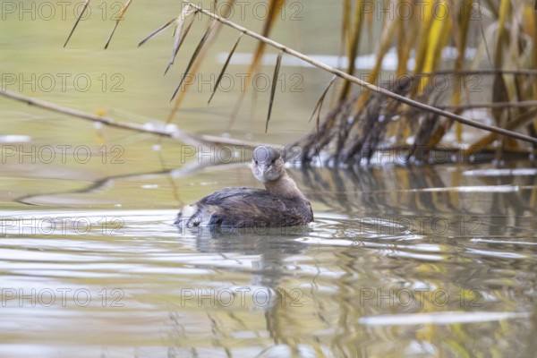 Little grebe (Tachybaptus ruficollis) Germany
