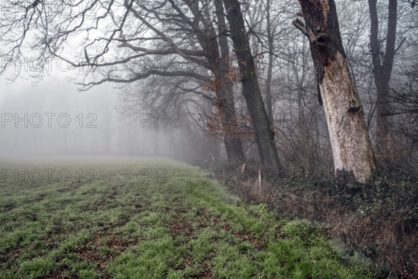 Foggy forest scene with bare trees and a field, wintry and gloomy atmosphere, Meerbusch