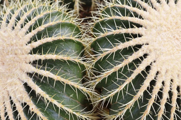 Close up of large 'Echinocactus Platyacanthus' giant barrel cacti with white spikes