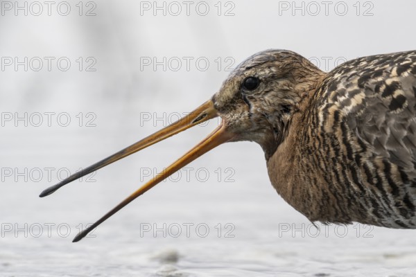 Black-tailed godwit (Limosa limosa), Lower Saxony, Germany, Europe