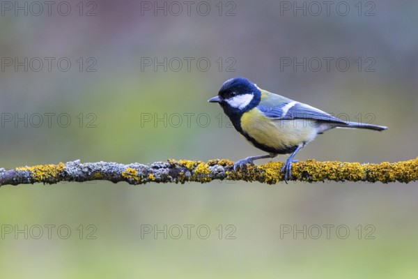 Great Tit (Parus major) perched on a lichen covered branch, Bavaria, Germany, Europe