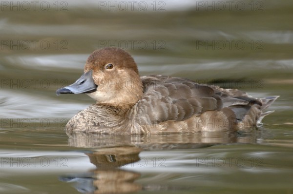 Ring-necked Duck (Aythya collaris) female, Texas, USA, North America