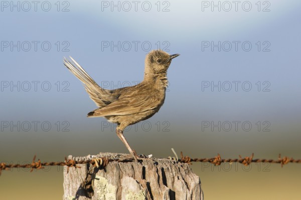 Brown Songlark (Megalurus cruralis) male perched on a barbed wire fence, Victoria, Australia, Oceania