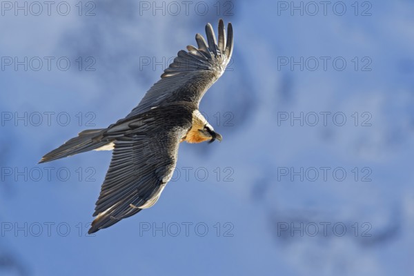 Bearded Vulture (Gypaetus barbatus) flying, Valais, Switzerland, Europe