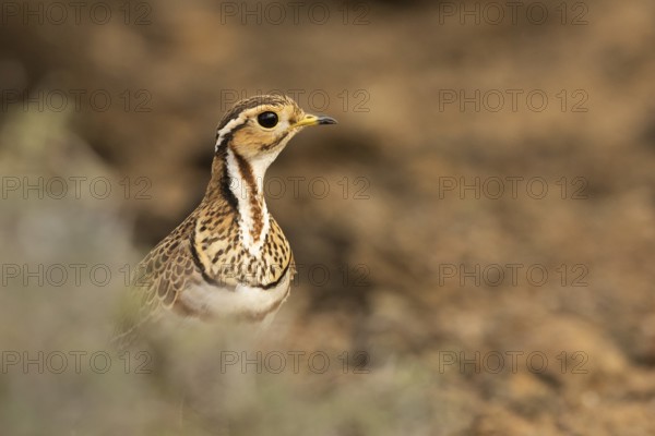 Three-banded Courser (Rhinoptilus cinctus), Kakamega Forest, Kenya, Africa