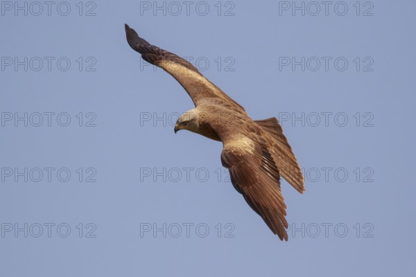 Black Kite (Milvus migrans) flying, Spain, Europe