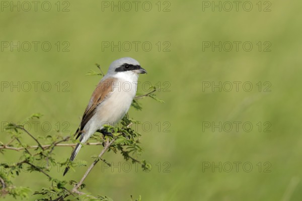 Grauwe Klauwier zittend in de bosjes, Red-backed Shrike sitting in bushes