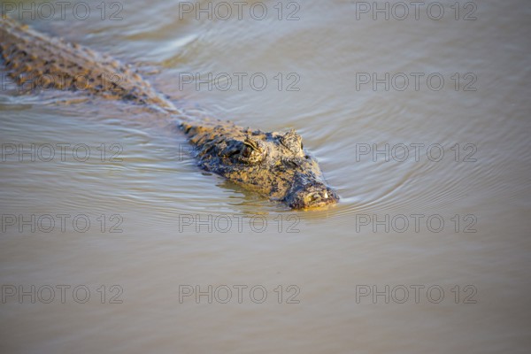 Spectacled caiman (Caiman crocodilius) Panatanal Brazil