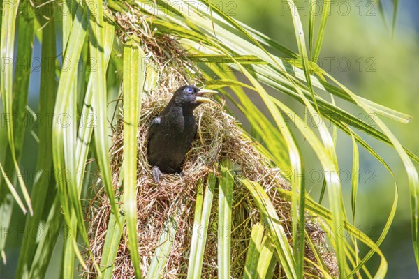 Yellow-rumped cacique (Cacicus cela) Pantanal Brazil