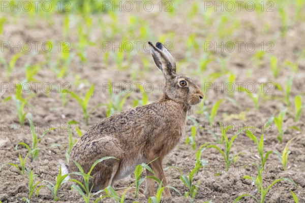 European hare (Lepus europaeus) Germany
