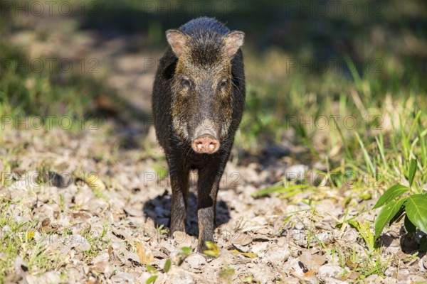 White-bearded peccary (Tayassu pecari) Pantanal Brazil
