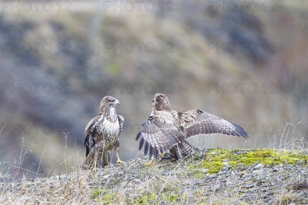 Common buzzard (Buteo buteo) Germany