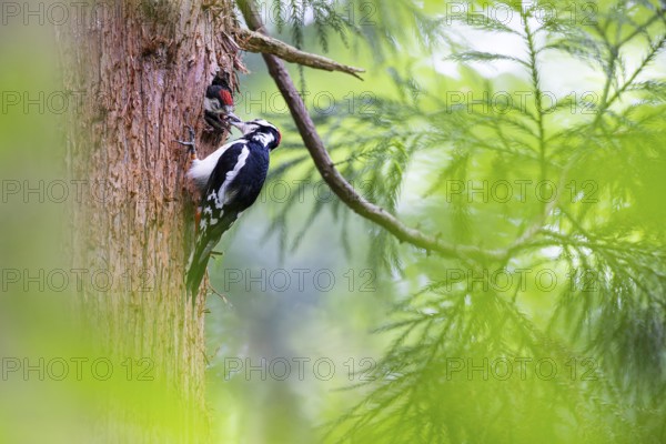 Great spotted woodpecker (Dendrocopos major), male adult bird feeding almost fledged young bird in the entrance hole of the breeding cavity, Bad Homburg, Hesse, Germany, Europe