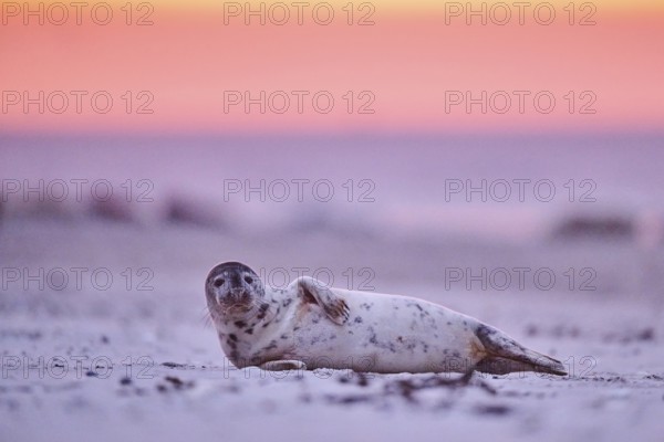 Grey seal (Halichoerus grypus) lying on the beach at sunset, Düne, Helgoland, Schleswig-Holstein, Germany, Europe