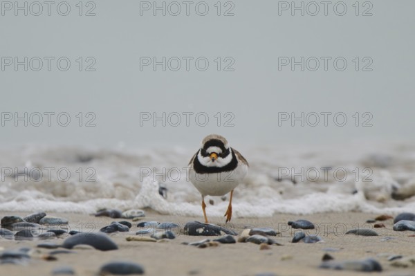 Common ringed plover (Charadrius hiaticula) on the beach, Düne, Helgoland, Schleswig-Holstein, Germany, Europe