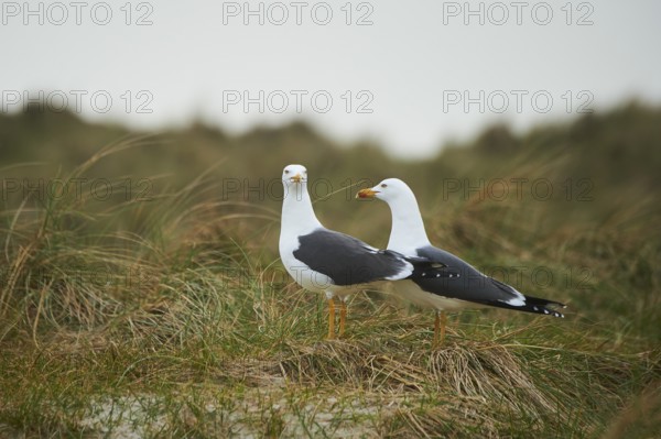 Yellow-legged gull (Larus michahellis) standing in the grass, Düne, Helgoland, Schleswig-Holstein, Germany, Europe