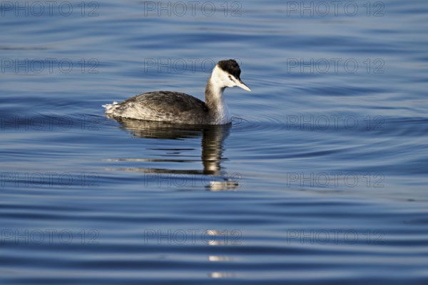 Red-necked Grebe (Podiceps grisegena), full-grown, in the winter plumage, swimming in Lake Zug, Switzerland, Europe