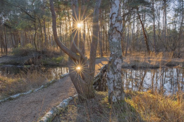 View of a backlit path in the moor adventure trail, Sonnenstrahl, Otternhagener Moor, Resse, Neustadt am Rübenberge, Hanover, Lower Saxony, Germany, Europe