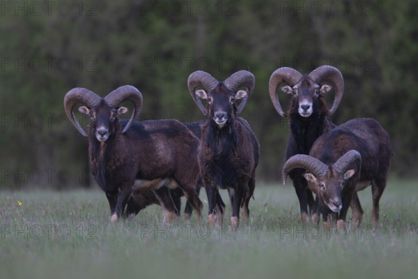 European mouflon (Ovis gmelini musimon, Syn.: Ovis orientalis musimon, Ovis aries musimon), Gerolstein, Eifel, Rhineland-Palatinate, Germany, Europe