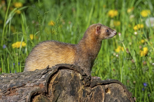 Erythristic European polecat (Mustela putorius) on the hunt, looking for prey from fallen tree trunk in meadow