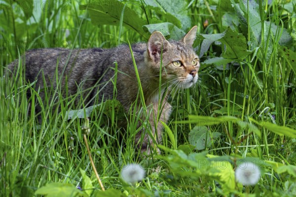 Hunting European wildcat, wild cat (Felis silvestris silvestris) stalking prey in grassland, meadow