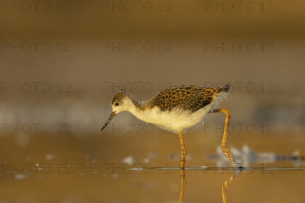 Black-winged Stilt (Himantopus himantopus) juvenile foraging, North Rhine-Westphalia, Germany, Europe