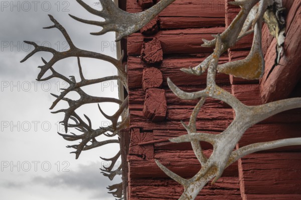 Reindeer antlers overgrown with lichen at Stabbur or high reservoir, Kongsvoll or Kongsvold Fjeldstue, historic mountain hut, Drivdalen valley, Dovrefjell, Oppdal municipality, Trøndelag county, Norway, Europe