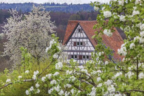 Historic village buildings. Half-timbered farmhouse in the open-air museum on the Swabian Alb. Beuren, Baden-Württemberg, Germany, Europe